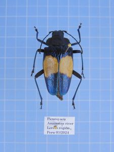 ウスバカミキリの値段と価格推移は？｜75件の売買データからウスバ