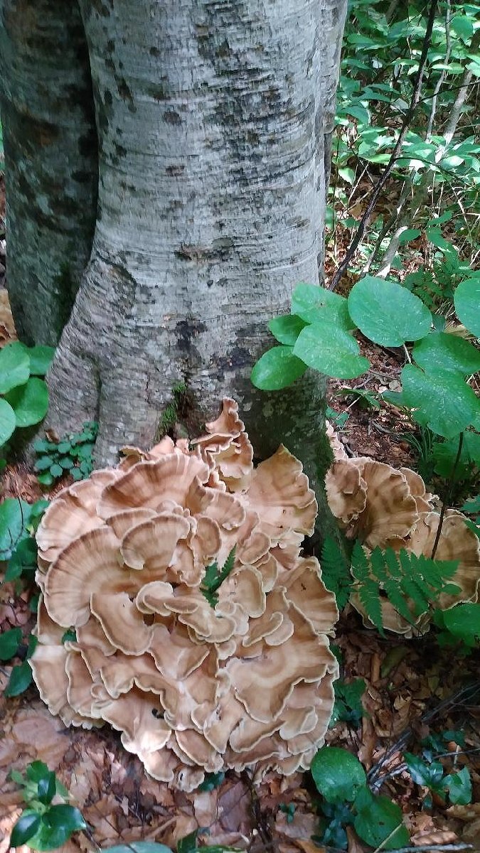 1円～限定予約□山形県産 天然きのこ 天然トンビマイタケ（トビタケ