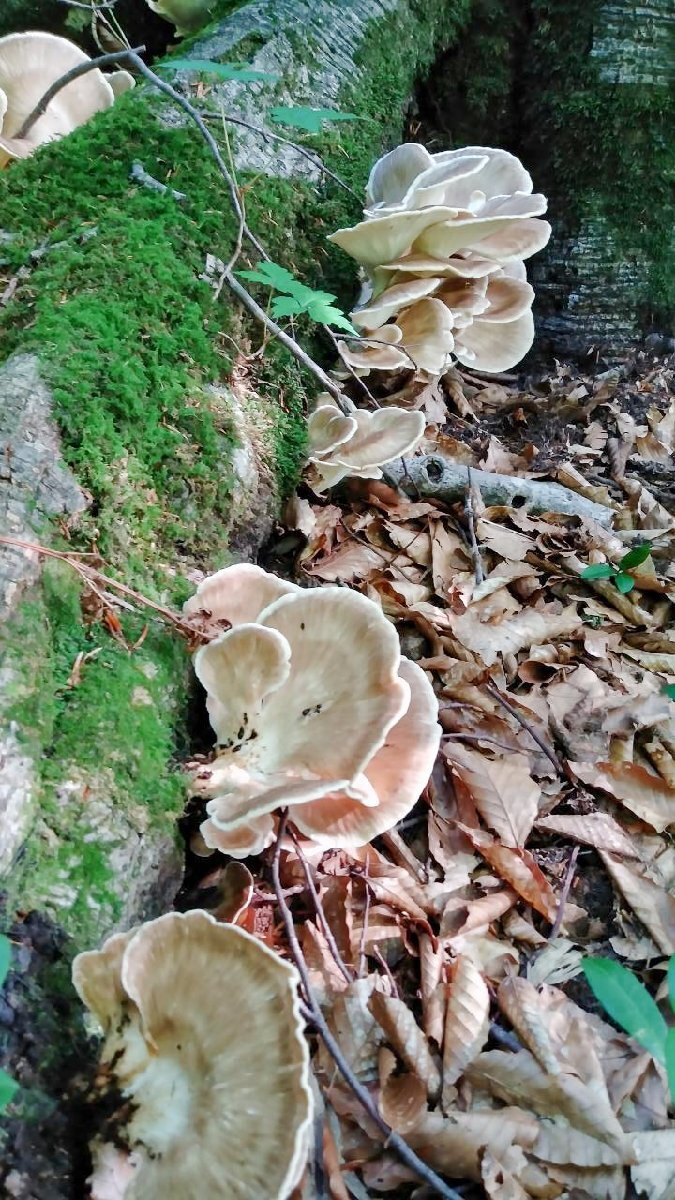 1円～限定予約□山形県産 天然きのこ 天然トンビマイタケ（トビタケ