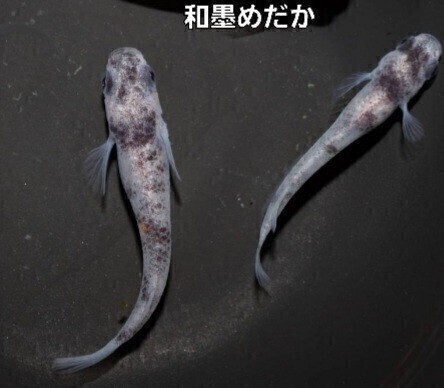 和墨めだかの卵１５個＋α ビオトープ 水草_1