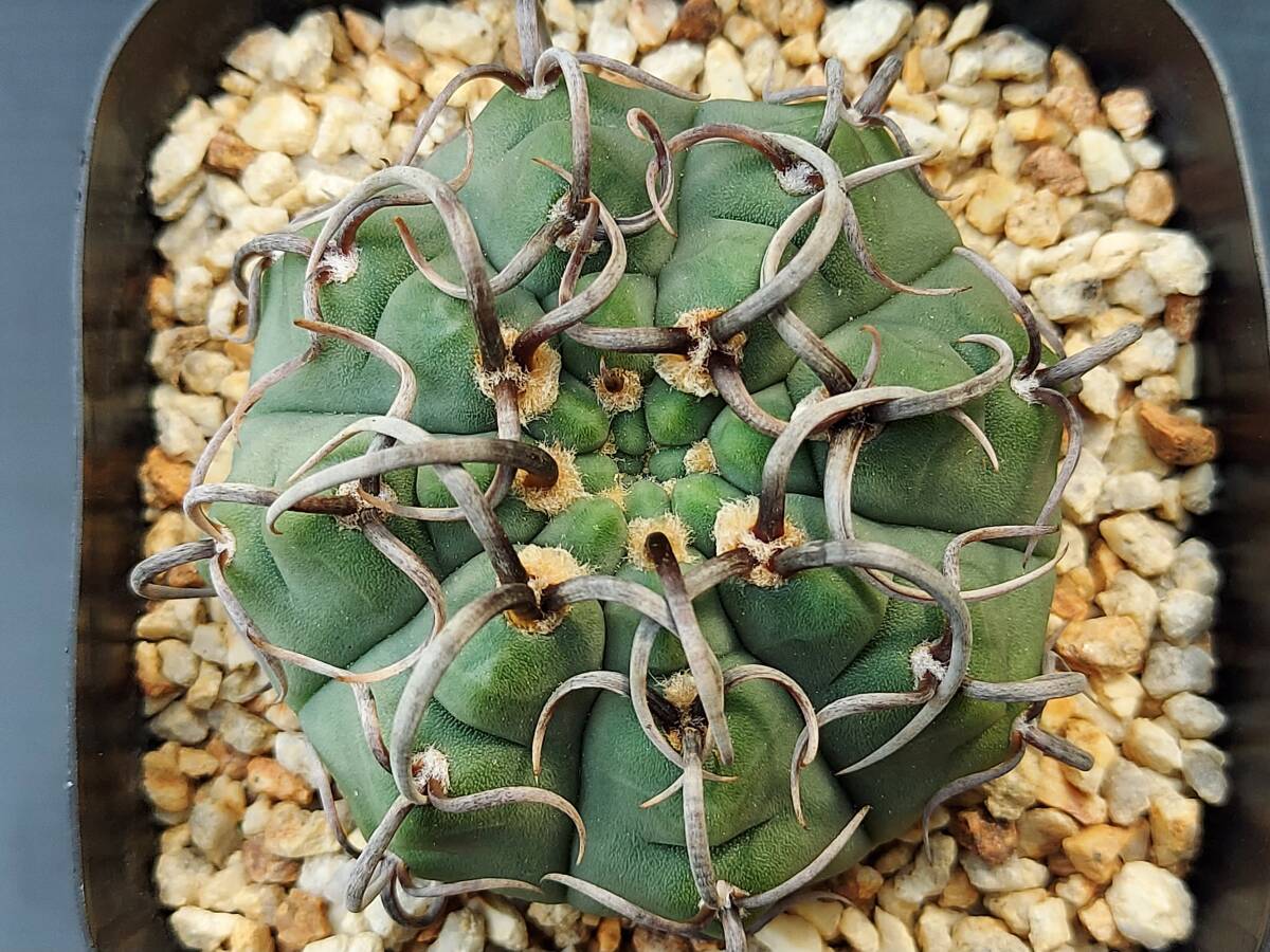 狂刺バッテリー　１　　　　サボテン_1