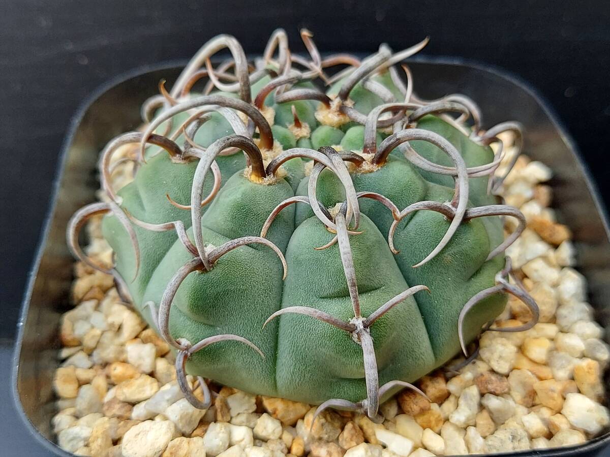 狂刺バッテリー　１　　　　サボテン_2