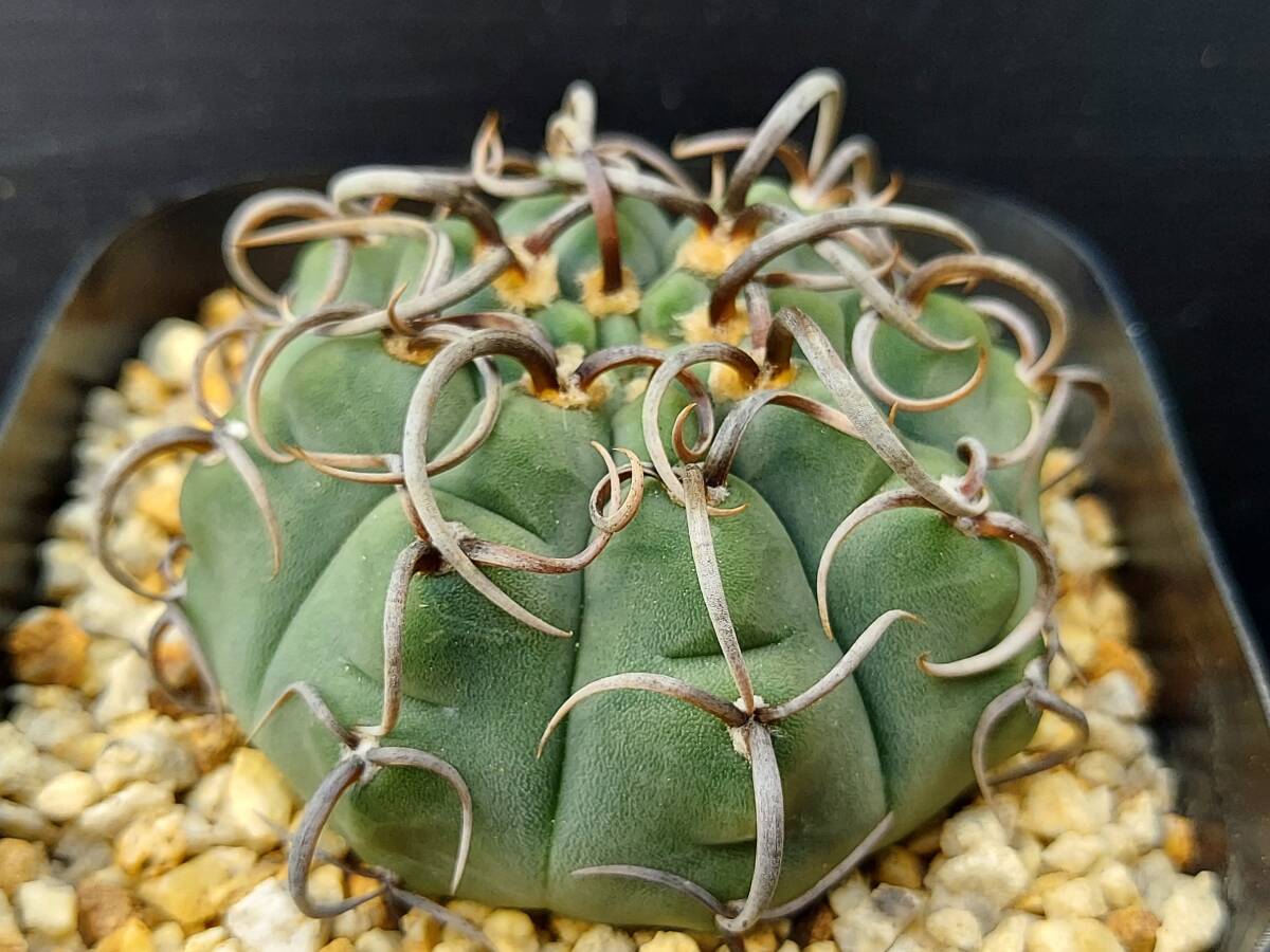 狂刺バッテリー　１　　　　サボテン_3