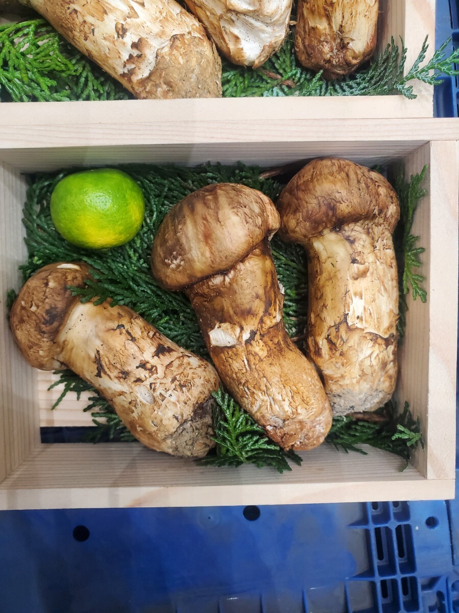 食品 山形県産 松茸 250g 5本 つぼみ 国産 マツタケ バラ可能