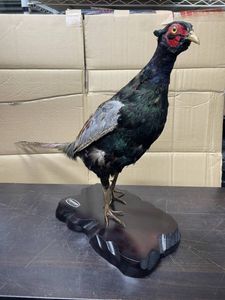 キジ 剥製の値段と価格推移は？｜9件の売買データからキジ 剥製の価値