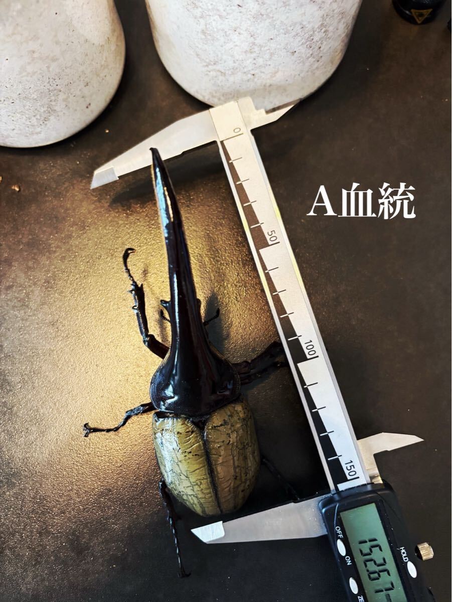 ヘラクレスオオカブトの値段と価格推移は？｜818件の売買データから