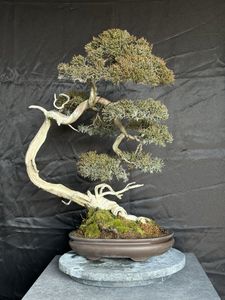 盆栽 真柏のYahoo!オークション(旧ヤフオク!)の相場・価格を見る