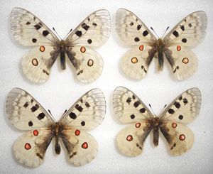 標本 蝶のYahoo!オークション(旧ヤフオク!)の相場・価格を見る｜Yahoo