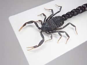 標本 サソリの値段と価格推移は？｜42件の売買データから標本 サソリの