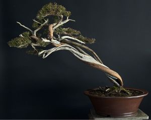 盆栽 真柏のYahoo!オークション(旧ヤフオク!)の相場・価格を見る