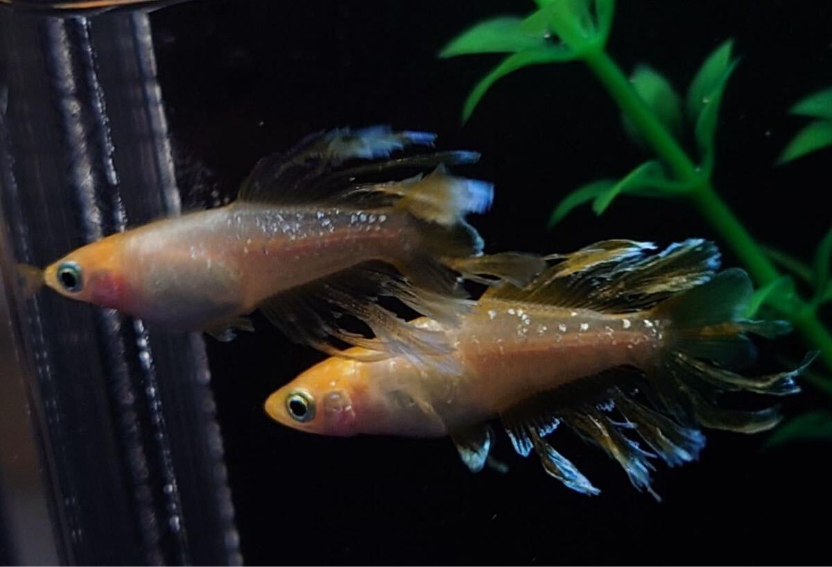 にるすさま専用 超極上若魚 シンデレラ 赤ずきん 1ペア 次回出品未定 夢中めだか様直系