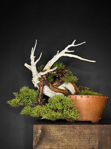 盆栽 真柏のYahoo!オークション(旧ヤフオク!)の相場・価格を見る