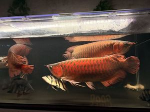 引き取り限定アロワナ42±