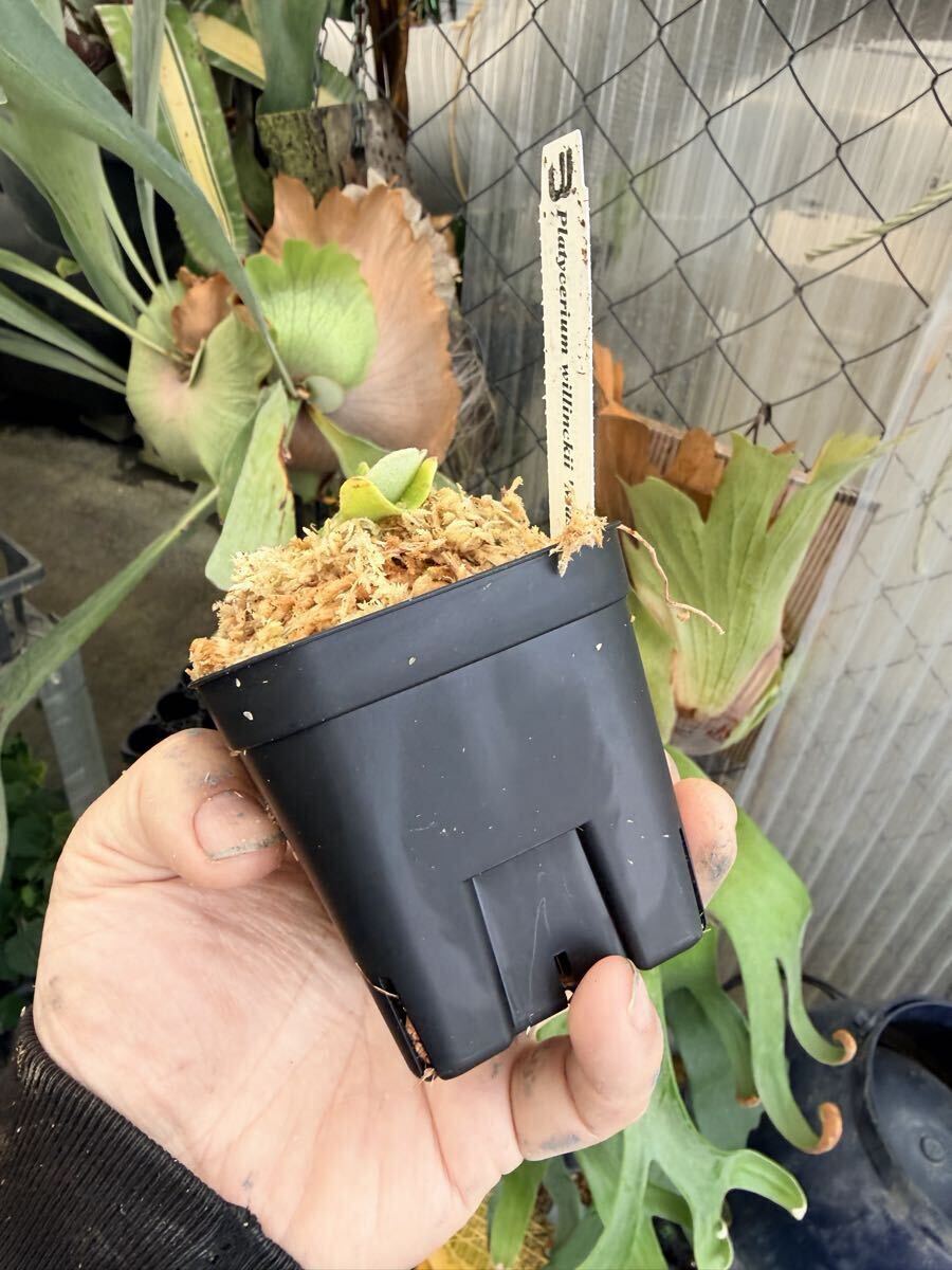 UJ Platycerium willinckii 'Masayu'TC ウィリンキー マサユ TC の入札