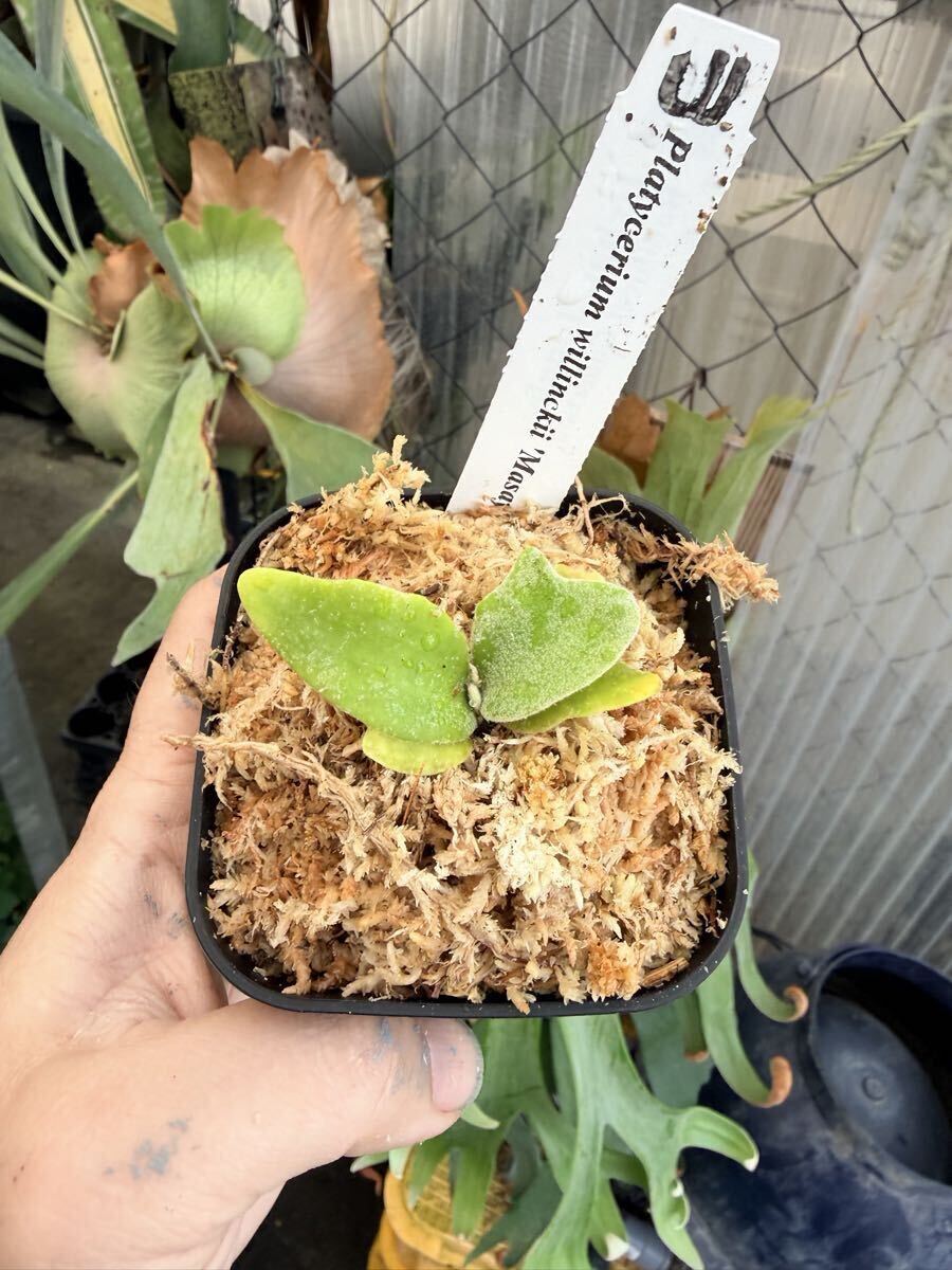 UJ Platycerium willinckii 'Masayu'TC ウィリンキー マサユ TC の入札