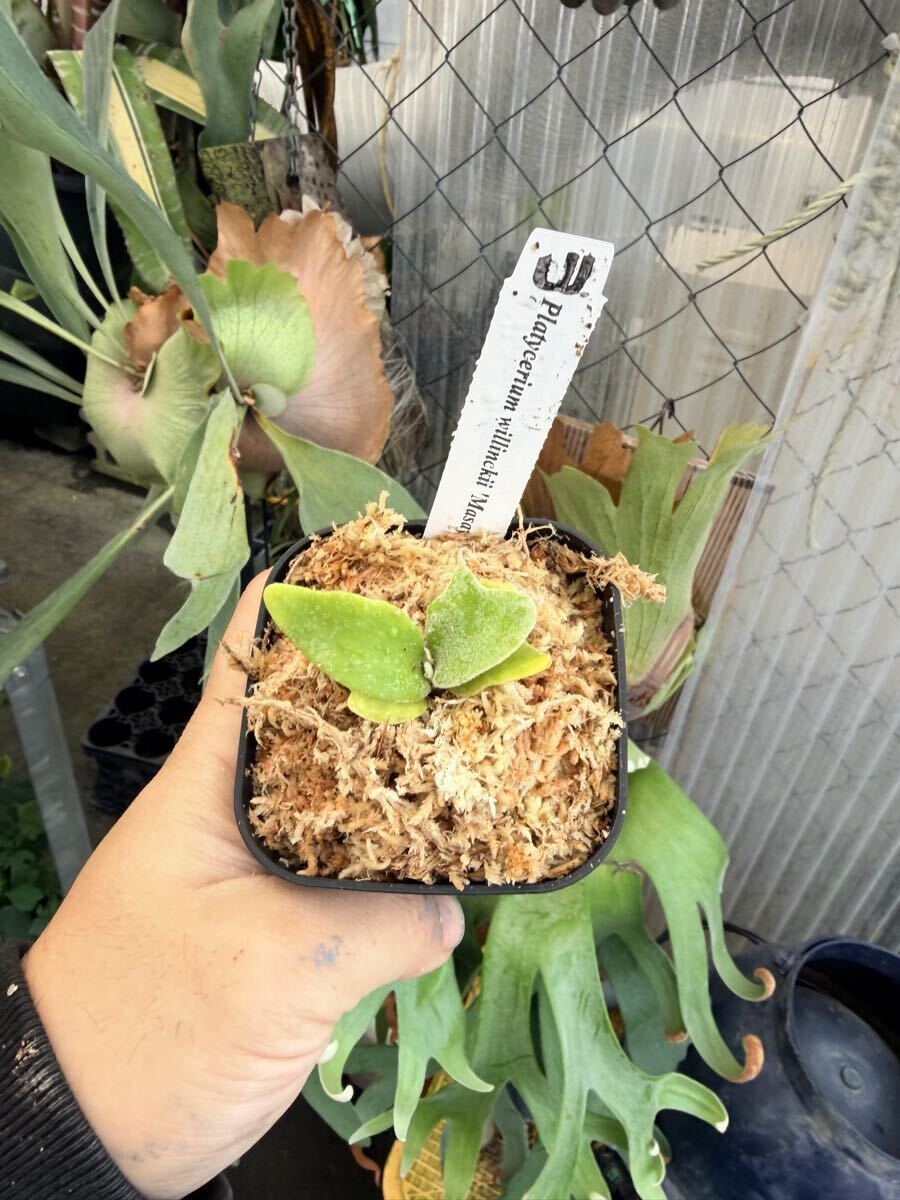 UJ Platycerium willinckii 'Masayu'TC ウィリンキー マサユ TC の入札