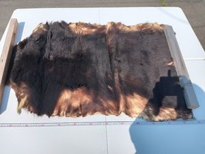 熊 毛皮 敷物の値段と価格推移は？｜17件の売買データから熊 毛皮 敷物