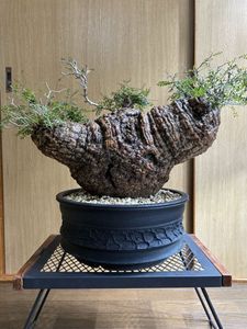 Yahoo!オークション(旧ヤフオク!)の観葉植物の相場・価格を見る｜Yahoo