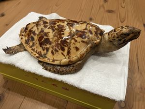 亀 壁掛けの値段と価格推移は？｜3件の売買データから亀 壁掛けの価値