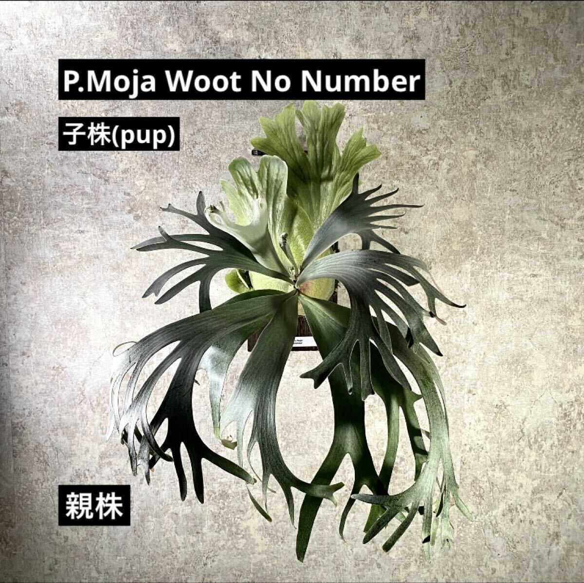 P.Moja ビカクシダ 親株 もじゃ】ビカクシダ Moja woot no number 子株(pup) もじゃ(ビカクシダ
