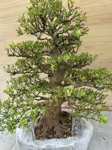 樹高6.5㎝　根上がり　皐月　サツキ　鶴翁　ミニ　盆栽　黒松　五葉松　真柏　紅葉 皐月盆栽 【公式通販】