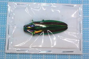 ヤマトタマムシ♀の値段と価格推移は？｜14件の売買データからヤマト