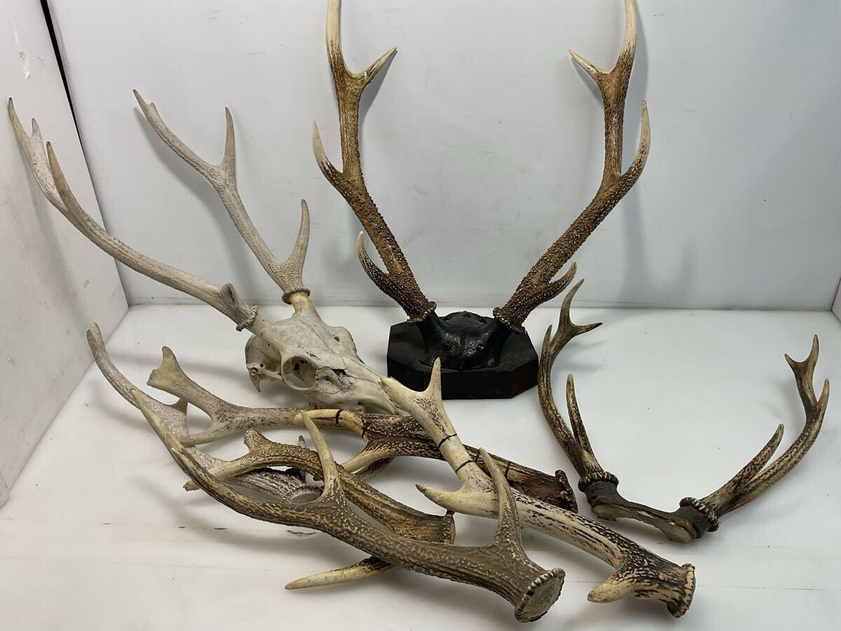 鹿の角 左右対 約45cm 【公式通販】