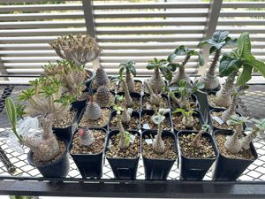Yahoo!オークション(旧ヤフオク!)の観葉植物の相場・価格を見る｜Yahoo