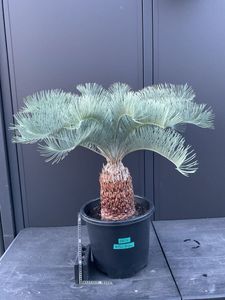 カイルンシアナの値段と価格推移は？｜54件の売買データから