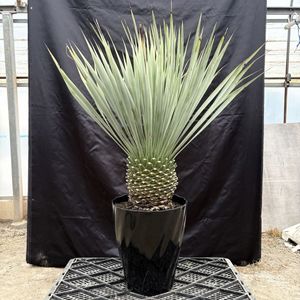 ユッカのYahoo!オークション(旧ヤフオク!)の相場・価格を見る｜Yahoo