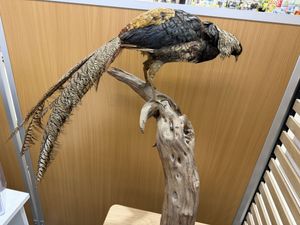 鳥 剥製の値段と価格推移は？｜12件の売買データから鳥 剥製の価値が
