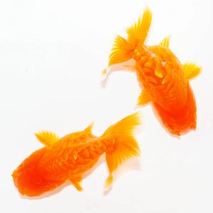らんちゅうの値段と価格推移は？｜2221件の売買データかららんちゅうの