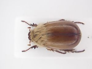 ライオンコガネの値段と価格推移は？｜22件の売買データからライオン