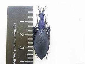 マイマイカブリの値段と価格推移は？｜107件の売買データから