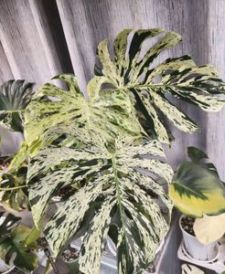 monstera deliciosaのYahoo!オークション(旧ヤフオク!)の相場・価格を