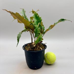 ヒトツバのYahoo!オークション(旧ヤフオク!)の相場・価格を見る｜Yahoo
