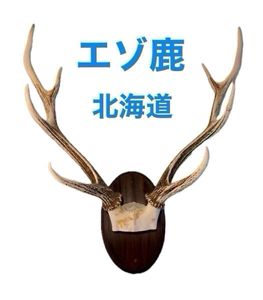 鹿 頭蓋の値段と価格推移は？｜9件の売買データから鹿 頭蓋の価値が