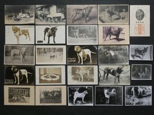 闘犬 土佐犬の値段と価格推移は？｜4件の売買データから闘犬 土佐犬の
