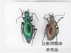 オサムシの値段と価格推移は？｜118件の売買データからオサムシの価値