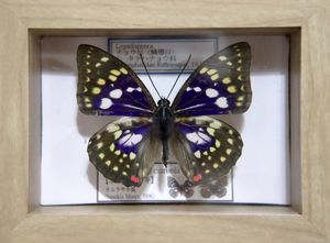 標本 オオムラサキの値段と価格推移は？｜40件の売買データから標本