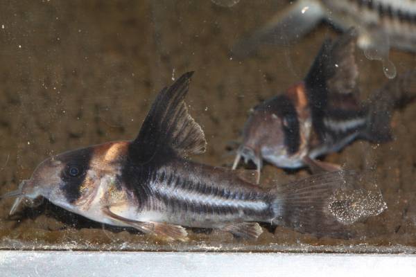 コリドラスコルレア ブリードオス メス2匹セット コリドラス 売買されたオークション情報 Yahooの商品情報をアーカイブ公開 オークファン Aucfan Com