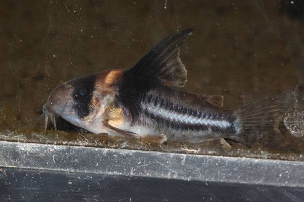 コリドラスコルレア ブリードオス メス2匹セット コリドラス 売買されたオークション情報 Yahooの商品情報をアーカイブ公開 オークファン Aucfan Com