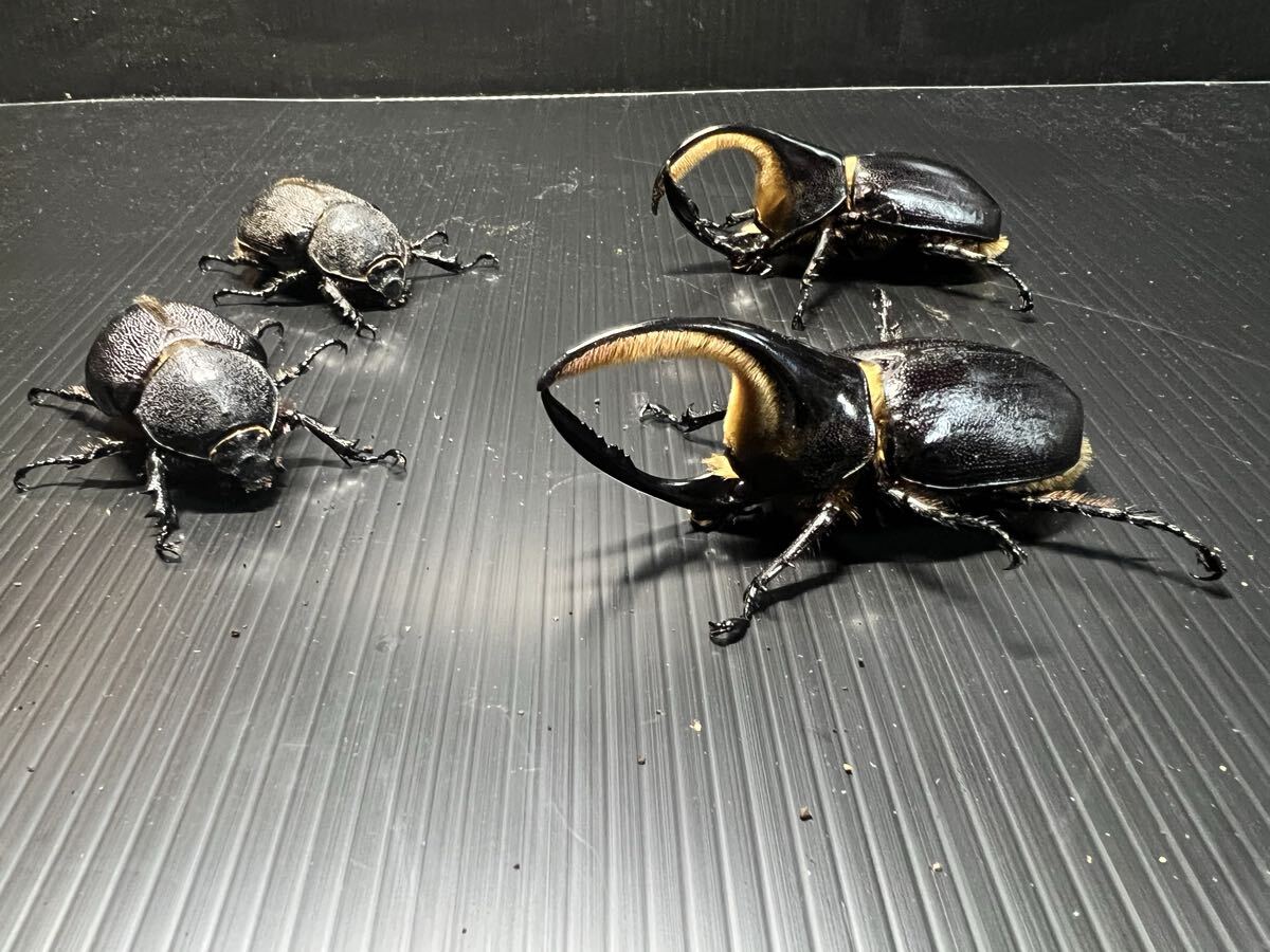 サタンオオカブトの値段と価格推移は？｜156件の売買データからサタン