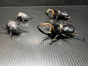 【超メルカリ市】 飼育品2006/2個体 サタンオオカブト 標本 サタンオオカブトの値段と価格推移は？｜174件の売買データからサタン