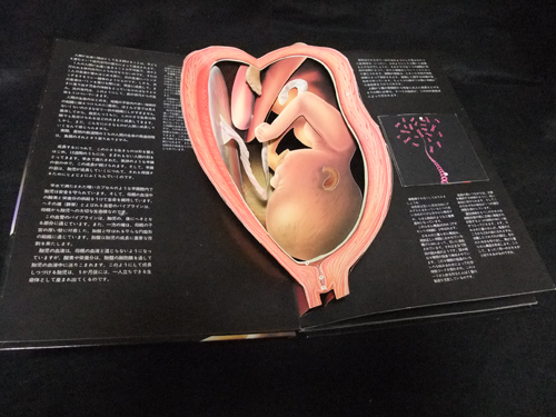 生命の誕生 ポップアップ LIFE 受精・妊娠・出産(デザイン)｜売買され