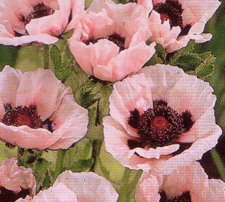 Pnk ポピー オリエンタルポピー ピンク ４０粒 華やか ポピー 売買されたオークション情報 Yahooの商品情報をアーカイブ公開 オークファン Aucfan Com