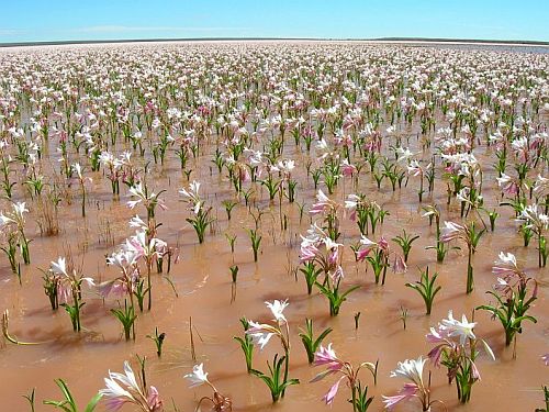 水生クリナム Crinum Paludosum クリナム パルドサム 球根1個 その他 売買されたオークション情報 Yahooの商品情報をアーカイブ公開 オークファン Aucfan Com