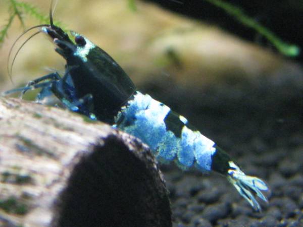 ●「エビ屋」公認●『湘南之海老』極上シャドーブルー進入禁止♀_1