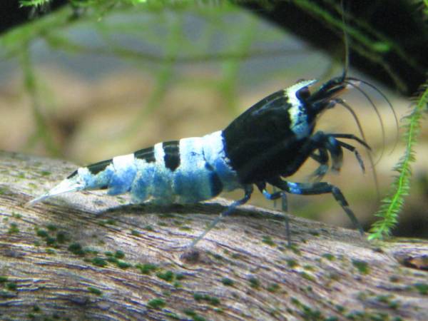 ●「エビ屋」公認●『湘南之海老』極上シャドーブルー進入禁止♀_2