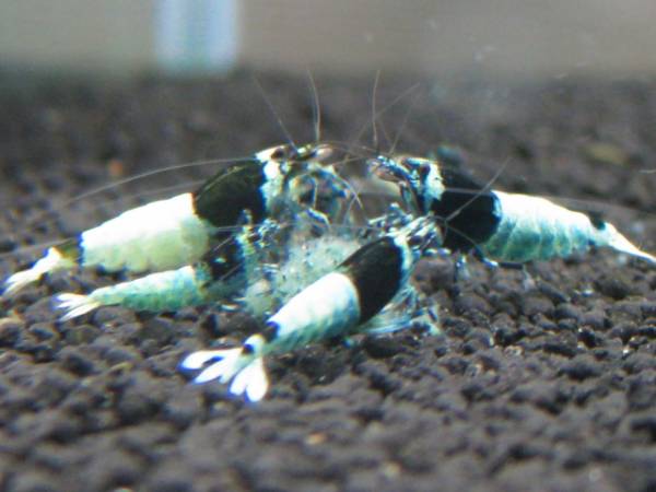 ●「エビ屋」公認●『湘南之海老』極上シャドーブルー進入禁止♀_3